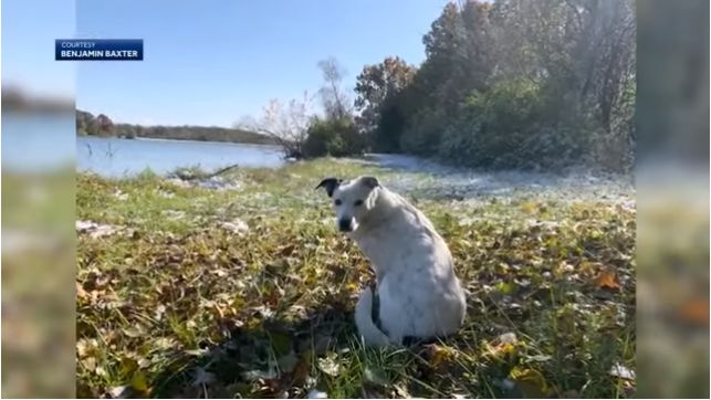 Pet Dog Found 600 Miles Away After Disappearing 4 Years Ago