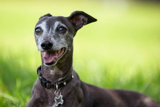 Portrait of senior Italian Greyhound relaxed at the park.