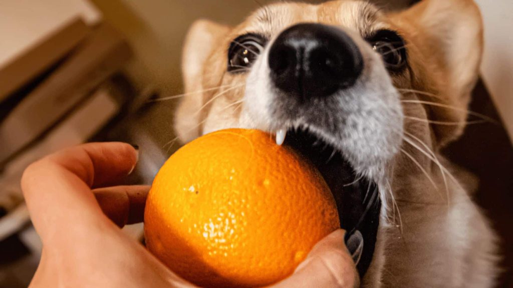 Dogs Eat Oranges