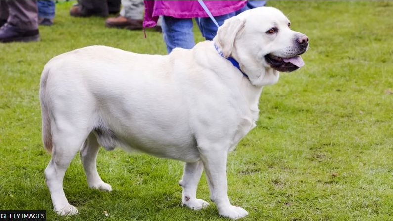 Genetic Influence on Obesity in Labradors: Explaining Weight Gain in Chunky Canines