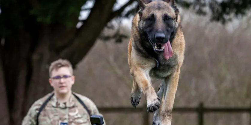 RAF Coningsby Dog Handlers Get Military Trophy