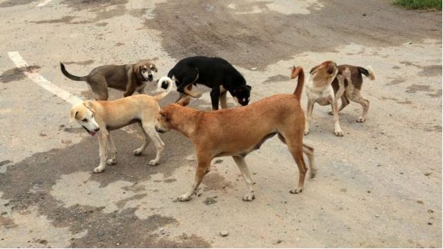 FIR Filed After Four Dogs Poisoned in Vikhroli