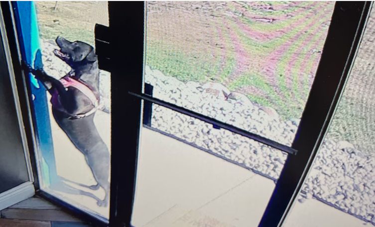 After a Car Accident, Dog Runs a Mile to Reach Doggy Day Care for Assistance