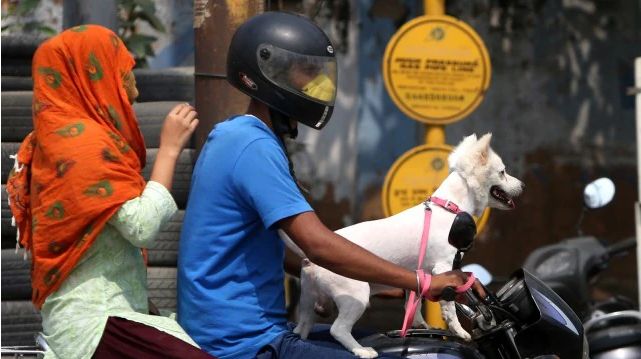 New Chandigarh Bylaws: House Size Will Determine Maximum Number of Pet Dogs Allowed