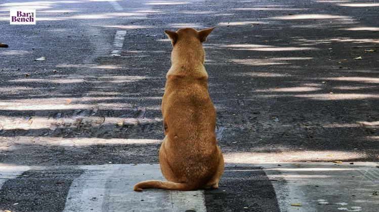 The Kerala High Court Advocates for Human Safety Amidst Stray Dog Concerns