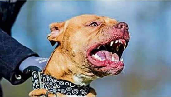 Government Implements Ban on 23 "Aggressive" Dog Breeds —Check Complete List