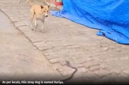 Watch How Courageous Dog Rescues Child from Cobra