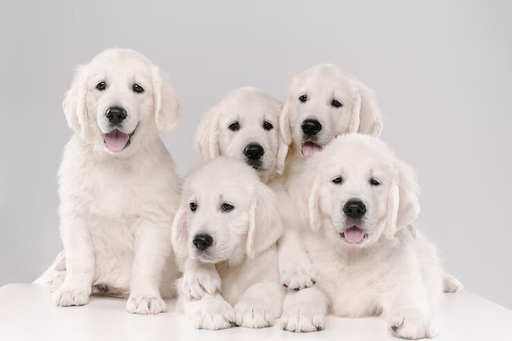Elegance in Fur: A Showcase of 12 White Fluffy Dogs with Luxurious Coats