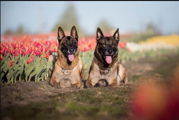 Comparing Belgian Malinois vs German Shepherd