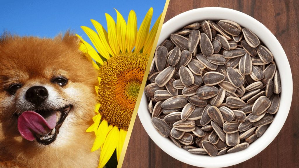 Can dogs eat sunflower seeds