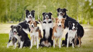 dogs with curly tails