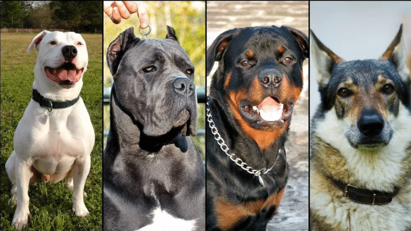 Banning Dog Breeds in India