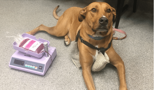 Pet Blood Donation