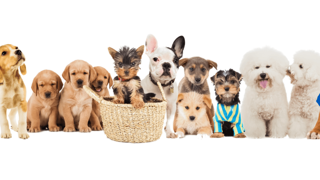 Training Tips for Small Dog Breeds