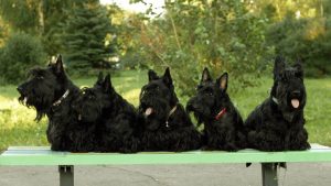 Affenpinscher Dog Breed