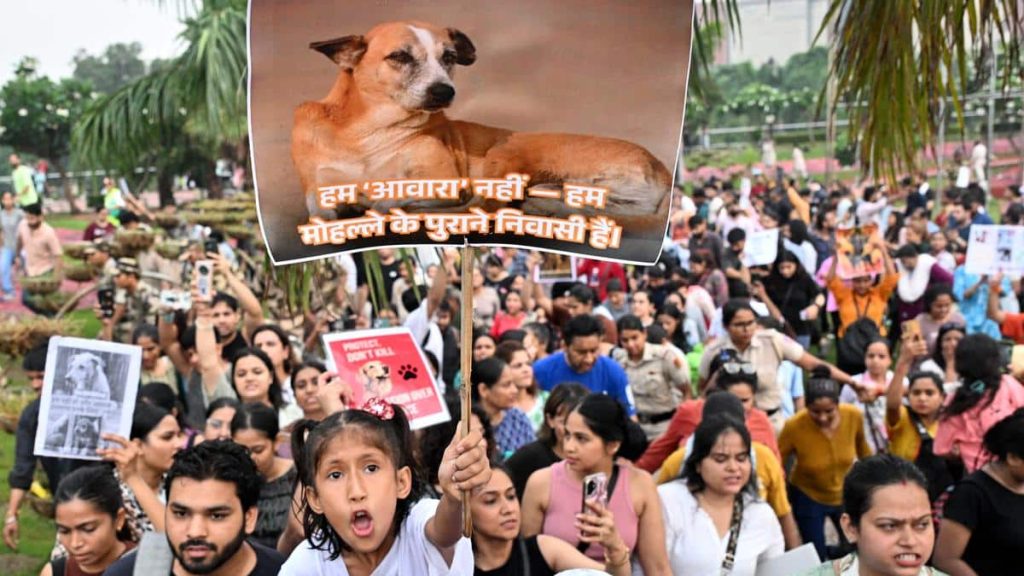 Supreme Court Allows Sterilised Stray Dogs Back on Streets, Bans Public Feeding