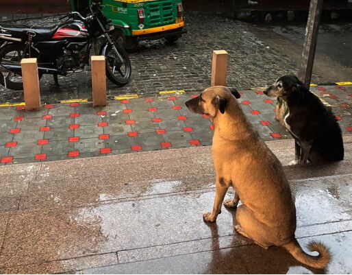 Beyond the Verdict: A Humane Path for Delhi’s Stray Dogs