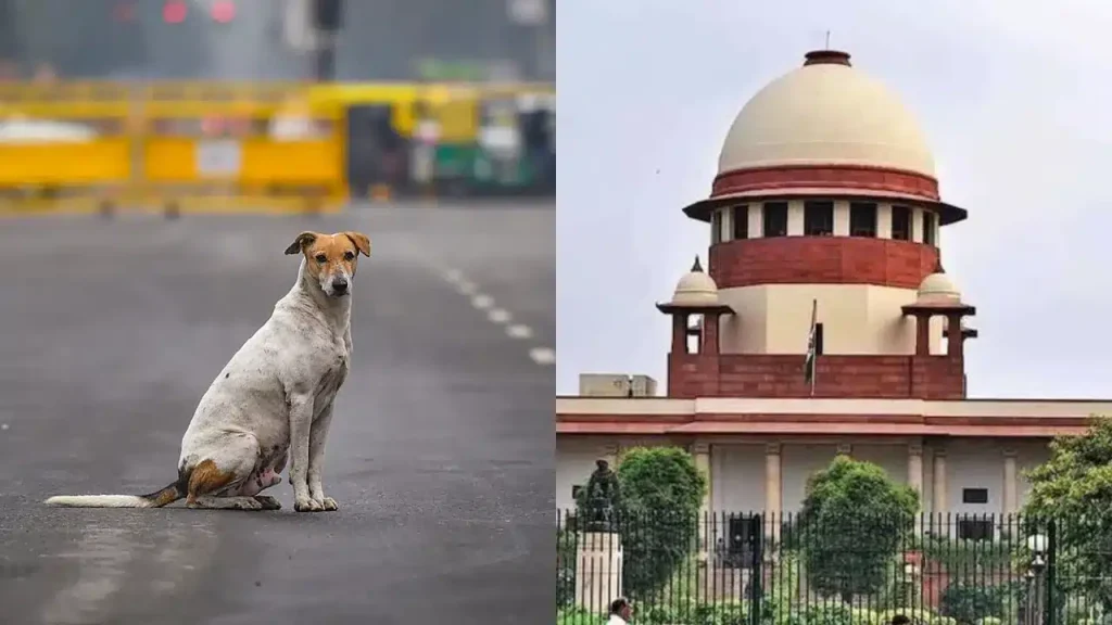 Supreme Court Orders Removal of Stray Dogs