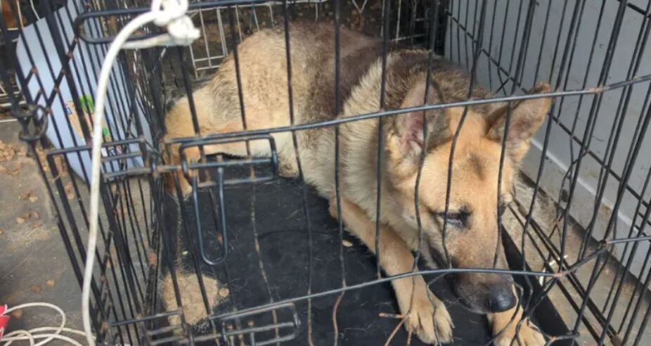 10-Year Ban for Man Who Kept Dogs in Filthy Vans