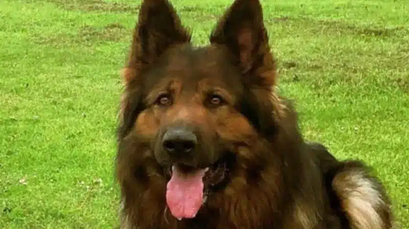 Liverpool Couple Banned After Illegal Dog Sitting Scandal