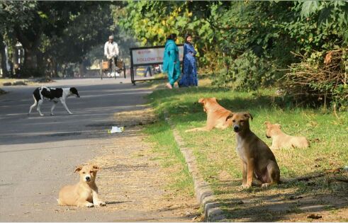 Good and Bad News for Dog Lovers