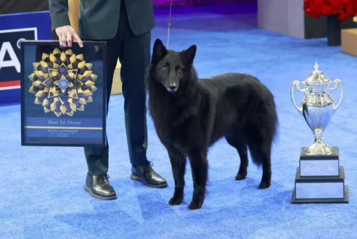 Belgian Sheepdog ‘Soleil’ Crowned Best in Show at the 2025 National Dog Show