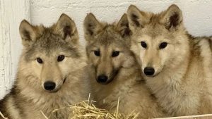 Mystery of “Wolf-Like Dogs” Roaming UK Streets Finally Solved Through DNA Testing