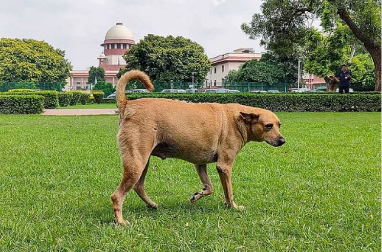 When Law Bites Back: India’s Unresolved Stray Dog Debate Intensifies