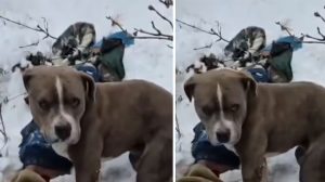 Dog’s Loyalty in the Snow