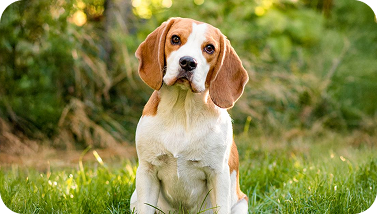 Beagle