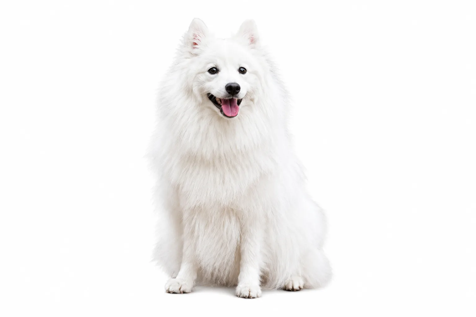 Indian Spitz